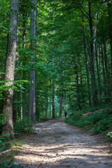 a person walking in a distance on a road through green forest on a sunny day