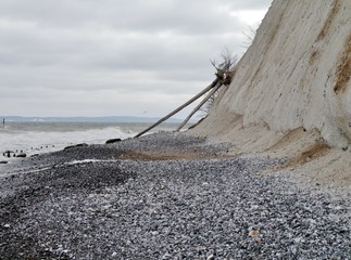 Kreidefelsen von Rügen mit Baumstämmen