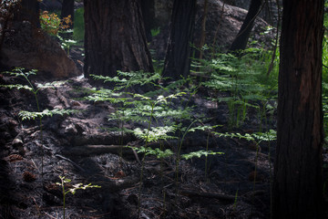 new life after forest fire