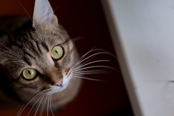 tabby cat. cat with green eyes. the unborn cat