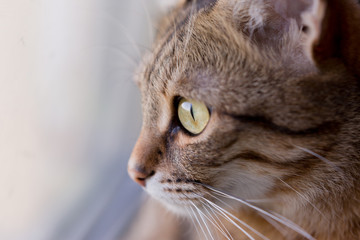 tabby cat. cat with green eyes. the unborn cat