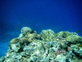 Underwater coral reef