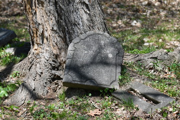 An old gravestone leans against a tree on the closed area of the cemetery of Quebec-Canada