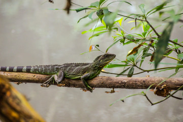 Green lizard on a tree branch