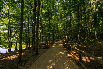 Footpath near lake in Umbra Forest, a natural reserve part of Gargano National Park and UNESCO World Heritage Site, Apulia, Italy