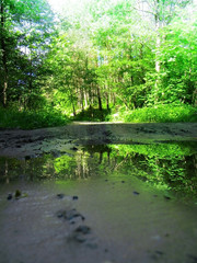 Forest stream, in sunny weather.