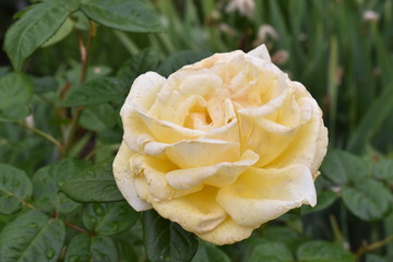 White rose