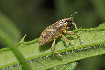 curculionide marmorizzato (Cleonis pigra)
