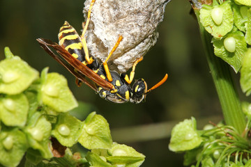 vespa solitaria sul suo nido (Polistes dominula)
