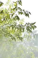 Tropical rain falling through the leave canopy with sunbeams