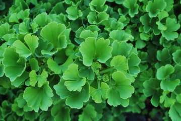 Milorząb, Ginkgo biloba