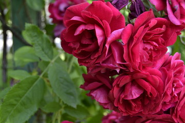 Rose floral background