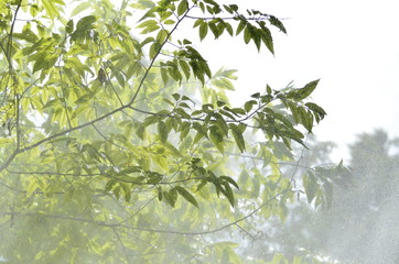 Heavy tropical rain falling on leaves with bright sunbeams
