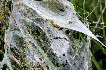 Das von Gespinstmotten gewebte Netz