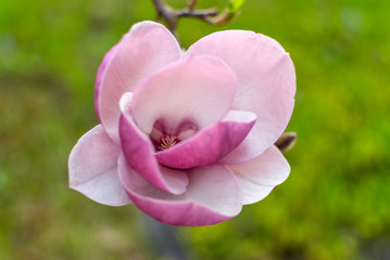 Beautiful Pink Magnolia Flower Close-up.