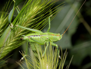Fototapeta premium cavalletta verde dalle lunghe antenne (Tettigonia sp.)