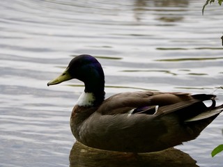 Canard