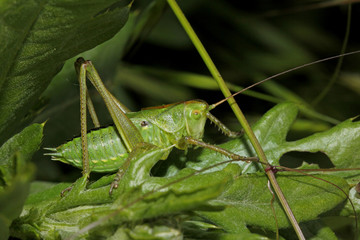 cavalletta verde dalle lunghe antenne (Tettigonia sp.)