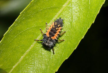 larva di coccinella (Harmonia axyridis)