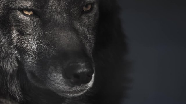 Eyes of a black wolf behind bars