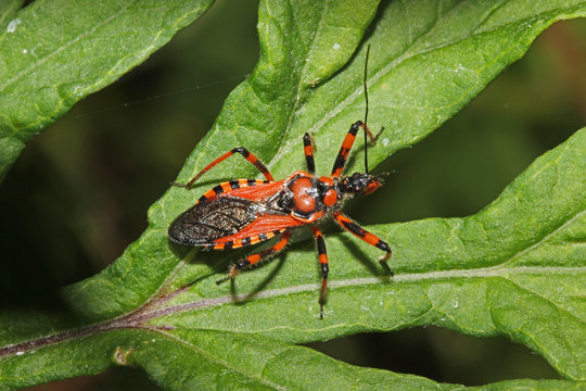 Rhynocoris Images – Browse 273 Stock Photos, Vectors, and Video | Adobe ...