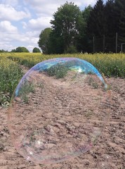 Gro&szlig;e Seifenbalse vor Rapsfeld