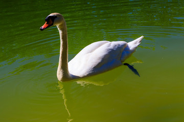 White swan swimming on the lake