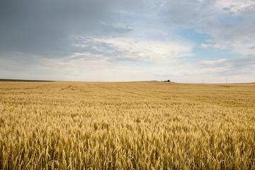 Obraz premium Ripe wheat in a field