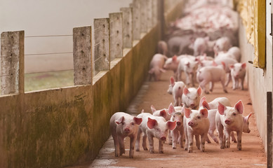 leitão agronegócios