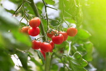 Growing tomatoes in a greenhouse