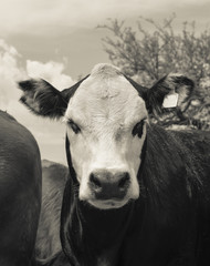 Steers fed on pasture, La Pampa, Argentina