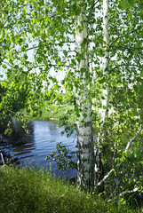 Birch in the summer on the bank of the small river