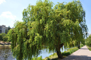 Weeping willow tree