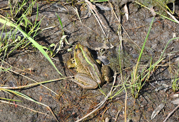Frog in the pond