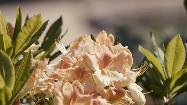 An orange flowered azalea moves about in the wind. Sunlight hits the leaves.