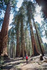 Wall murals Naturpark trail in sequoia national park in late May, 2018
