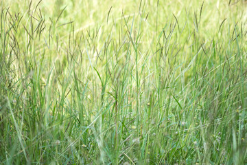 flower grass and sunlight at relax morning time