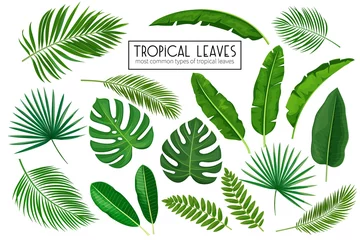 Fototapeten tropische Blätter setzen © setory