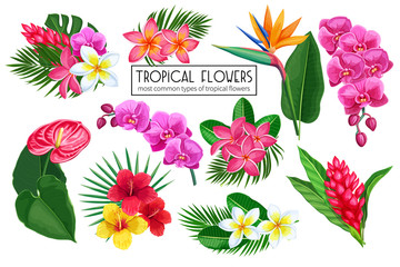 Obraz premium Wektor zestaw tropikalnych kwiatów