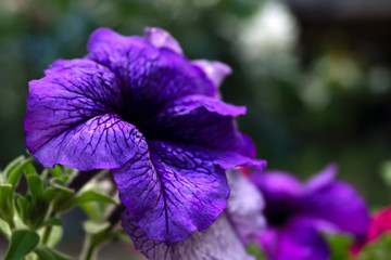 A petunia flower in shades of purple on a blurry background.