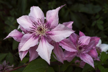 Clematis flowers are delicate pink with long stamens in the middle of the flower.