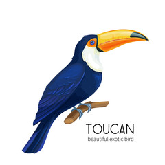 Vector toucan bird © setory