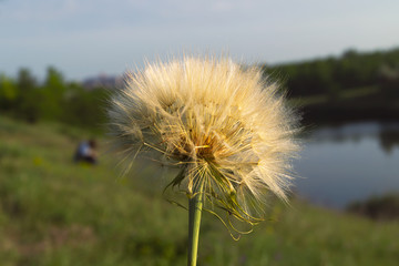 Large dandelion, inflorescence with seeds with hairy airy plumage.