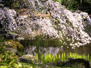 京都御所の桜