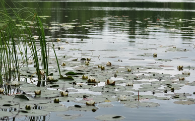 White water lillies on the lake water surface