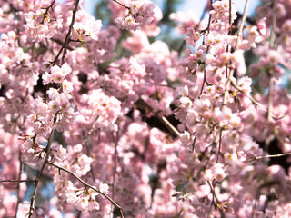 Obraz premium 京都御所の桜