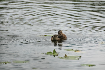 Duck swimming on the lake water surface
