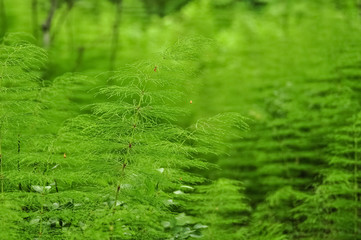 Green horsetail grass, equisetum herb, medicinal plant