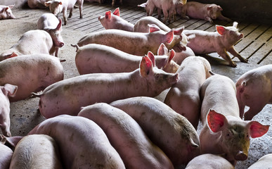 leitão agronegócios fazenda de porco