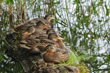 Cute mallard ducks take a rest on the floating wood log.